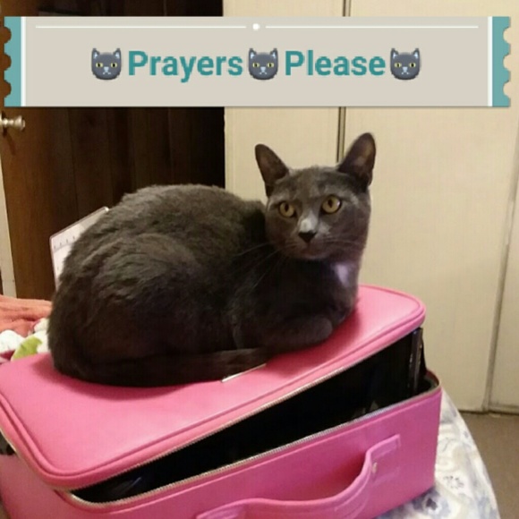 All sales are for the unexpected ER Vet Bill😓 - Picture 3 of 4